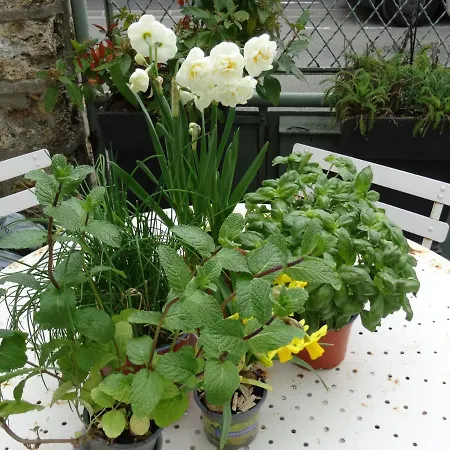 Les Roses Tremieres Saclay