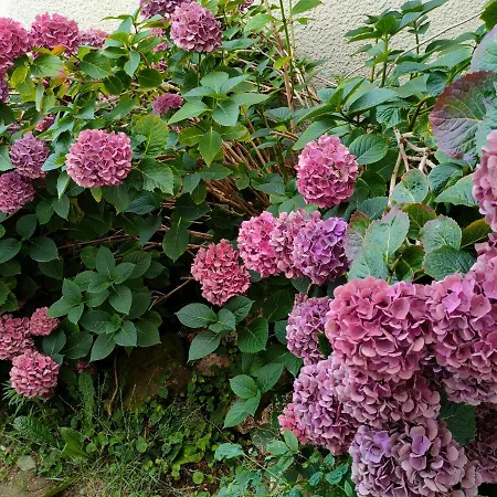 Les Roses Trémières 3*