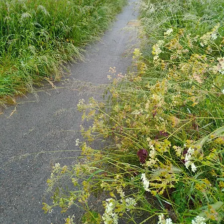 Les Roses Tremieres * Saclay